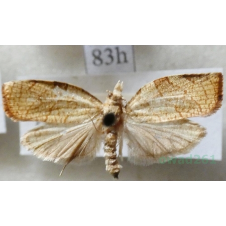 Pandemis corylana (Fabricius, 1794) Zwójkówka leszczynówka Czech83h